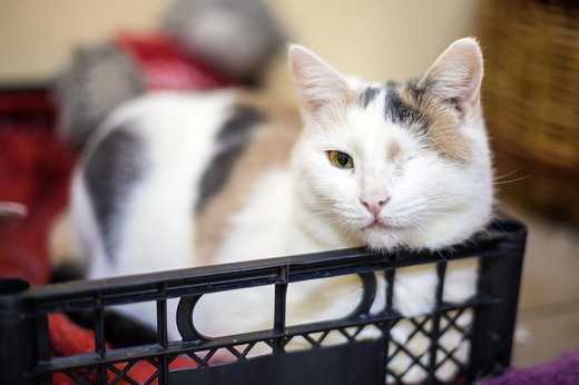 Adopting a Disabled Pet